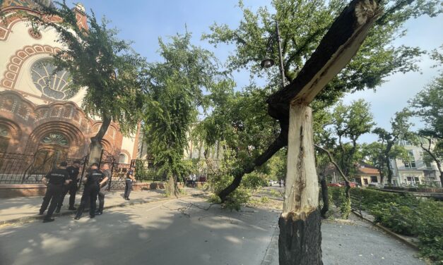 Kitört egy fa Szabadka központjában (Fotók)