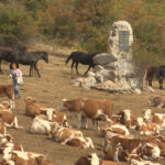 Érkezik a víz a Suva planina legelőin lévő állatoknak