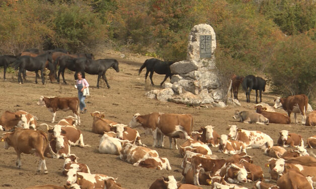 Megint szomjaznak az állatok a Suva-planinán