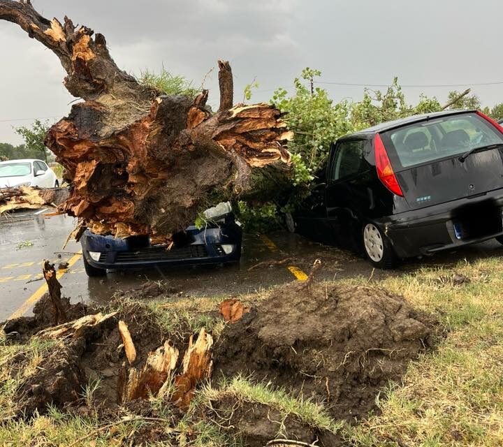 „Vajdaság olyan, mint egy forró serpenyő”