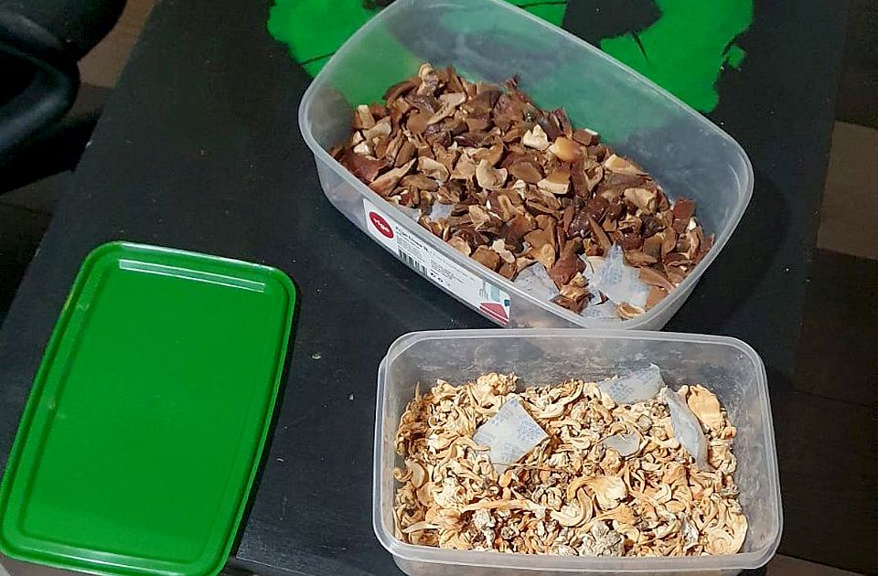 Két óbecsei laboratóriumban is varázsgombát termesztettek