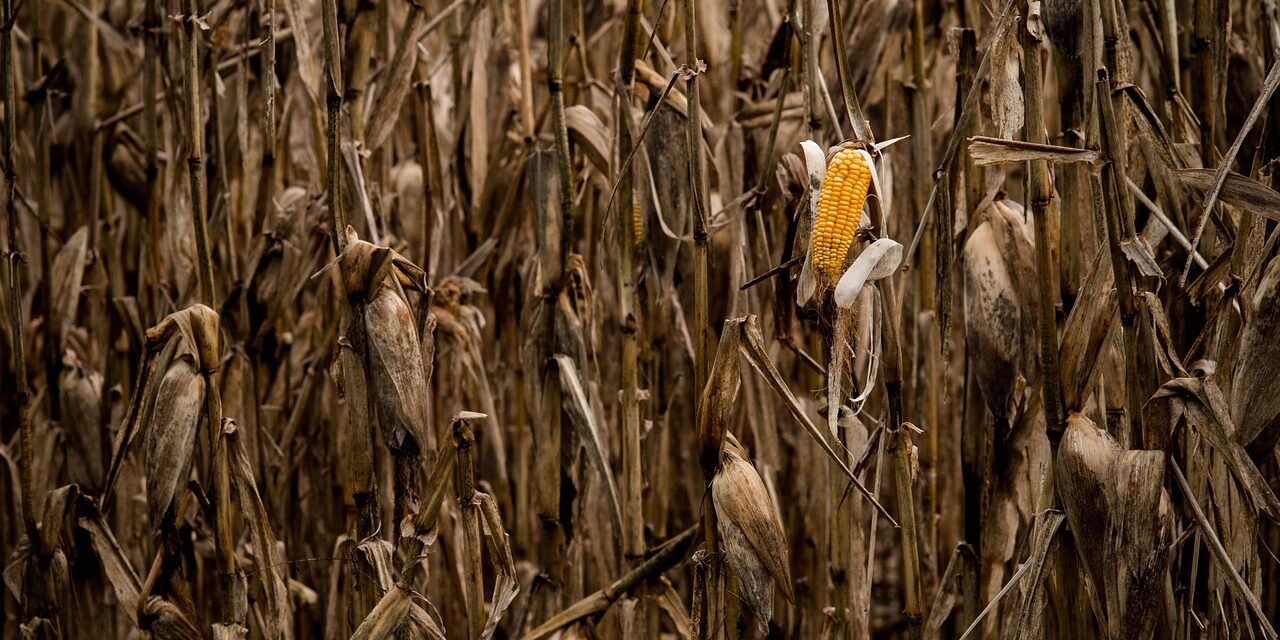 <span class="entry-title-primary">Összeroppan a szántóföldi termelés, ha nem lépünk</span> <span class="entry-subtitle">Családi Kör (2025. augusztus) lapszemle</span>