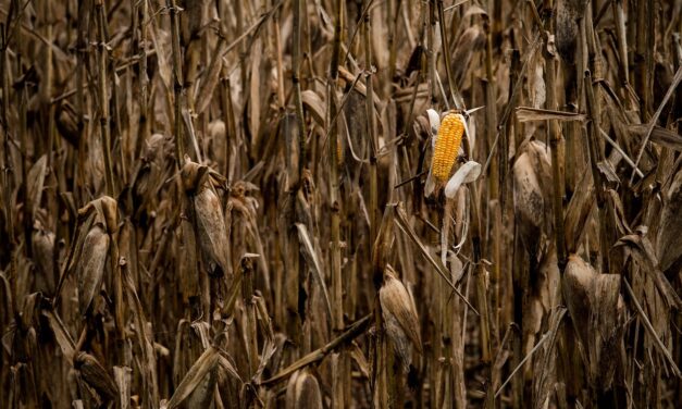 Összeroppan a szántóföldi termelés, ha nem lépünk
