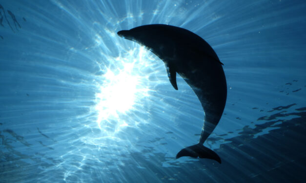 Az Adriai-tengerben elpusztult delfin miatt nyomoz a rendőrség