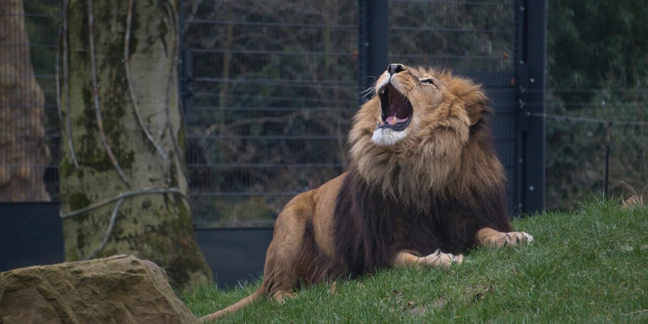 Ráuntál házi kedvencedre? Elviheted az állatkertbe, hogy megegyék a ragadozók!