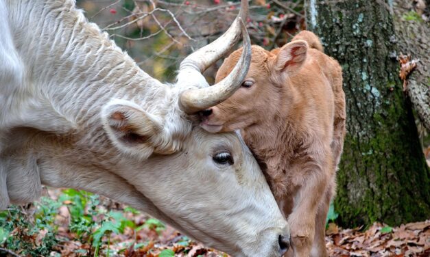 Csökkent a tehénállomány, drasztikusan megdrágult a borjúhús