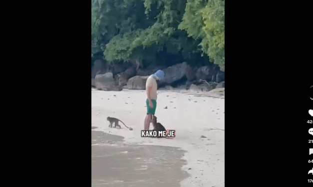 Majom harapott meg egy szerb férfit Thaiföldön – a kezelés 2000 eurójába került (Videó)