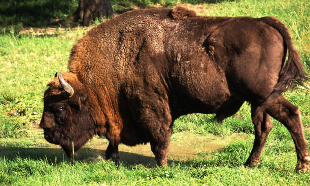 Hazakerült az elcsavargott bölény