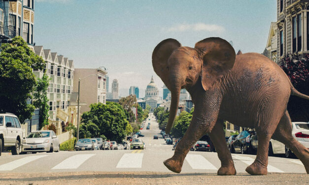 A vakvezetőktől a méheken át a kísérleti példányokig