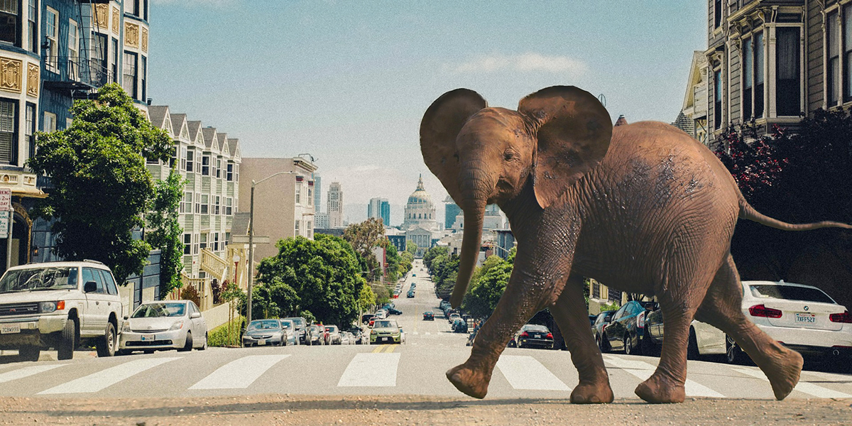 <span class="entry-title-primary">A vakvezetőktől a méheken át a kísérleti példányokig</span> <span class="entry-subtitle">Állatok világnapja – „A bolygón élő minden egyes individuumnak megvan a joga a létezésre, és szerepe van”</span>