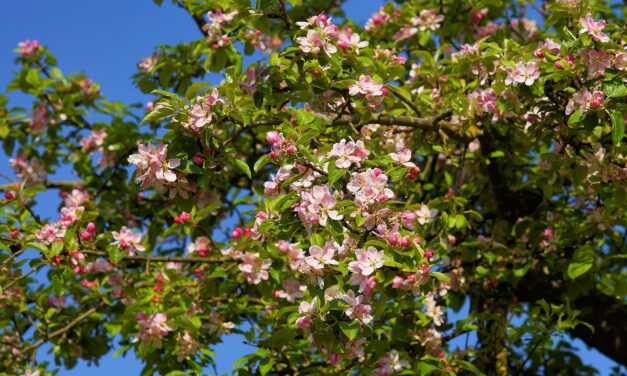 Október közepe van és virágba borultak az almafák