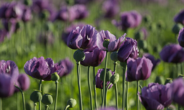 Vajdaságban jobban megéri mákot termeszteni?