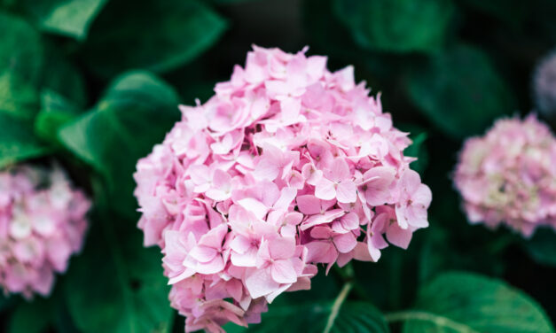 Köszönjük, a hortenziák nevében is!