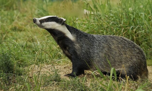 Bevásárlóközpontban korzózott egy borz (videóval)