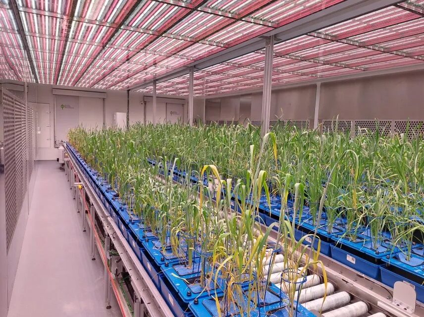 Itt az új, magyar szárazságtűrő búza