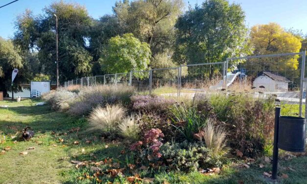 Magyarkanizsa nyerte a Virágos Magyarország környezet szépítő verseny határon túli fődíját