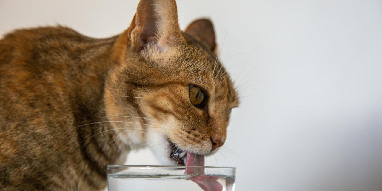 Víztisztító, ha kutyád vagy cicád van? Így gondoskodhatsz kedvenceidről is