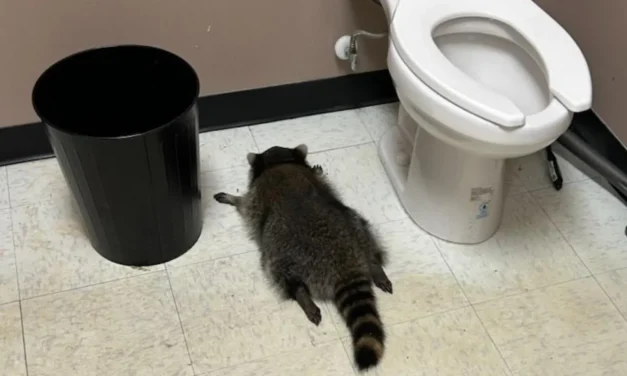 Leitta magát, tört-zúzott, majd beájult egy italboltban egy mosómedve